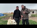 WORLD BIGGEST WOLF KILLER SHEPHERD DOGS | WHITE LIONS