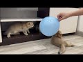 Hilarious Cats and Dogs 😹🐶 Funniest Animals 2023 🤣 Part 35