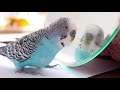 Budgie sounds in Memory of Cookie 2011 - 2021 😥