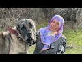 62-YEAR-OLD FEMALE SHEPHERD AND HER WONDERFUL KANGAL DOGS