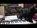 Beast the cat plays synth