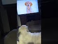 My Dog Loves Watching TV น้องหมาดูน้องหมา