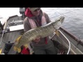 How to catch big pike and perch with Matt Hayes!