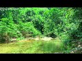 Stream and Bird Sounds, Beautiful River Sound, Harmonious Birds Chirping, Lovely Forest Sounds, ASMR
