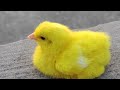 World Chickens, Colorful Chickens, Rainbows Chickens, Rabbits,Cute Animals🐥🐣 Chick's, Ducks