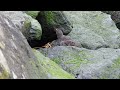 Hungry Purple Sandpipers Calling & Feeding on Governors Island