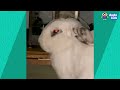 Fluffy Bunny THUMPS His Feet At Us! But Why??? | Dodo Kids | Animal Videos