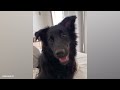 What people think having a dog is like 🤣 Funny Dog Video