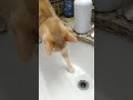 Mini loves fresh water 💦😁