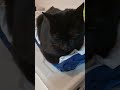 1 minute of my cat loafed