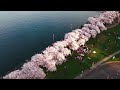 Brilliant Flower Fields 8K - Relaxing Music Cures Anxiety, Stress and Fatigue🌸