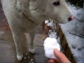 Jindo Dogs eating snow  진도개 눈 먹기!