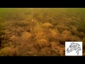 Bottom Bouncer Walleye & Pike-Underwater Video