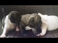 Frenchie Pups 2wks old www.frenchables.com