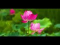 Flowers 4k Cinematic Video | Relaxing Music Nature Video | Wayfarer flims