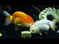 DIY Homemade Fish Gel Food (Goldfish/ Koi)