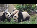 Panda Kindergarten Part 1 #cute #panda #kindergarten #pandalife #viral #fyp #adorablepanda