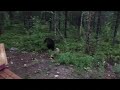 [FUNNY] Finnish man scares a bear away by shouting PERKELE [2017] #StandWithUkraine