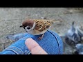 A sparrow that came to play