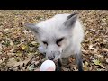 All the foxes at SAVEAFOX get an EGG 🥚