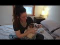 How I Bathe & Groom my Three Senior Pugs at Home | Pug Bath Time at Grumble Farm