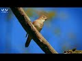 Relaxing Birds Sounds | Soothing Piano Music | Stunning Nature Scenes | Calming Video | Rest Time