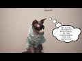 How To Care For Your Sphynx Cat!