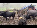 Naturally Most Peaceful And Very Relaxing Nepali Mountains Daily Life in Rainy Season | Hard Living