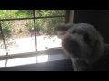 Sidiqi the Goldendoodle: Dad's Home