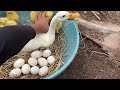 Amazing Pekin 40Duckling Hatching From Eggs - Cute Cute BAby Duck Born