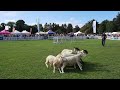 Sheep Ahoy! Pups ln The Park, September 10 2022, Marlay Park 🐑🐑🐑🐑🐑🐑
