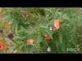 Мак восточный/Ориенталски мак/Oriental poppy