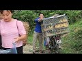 Harvesting lemons to sell at the market | Buy ducklings - Chúc Tòn Bình
