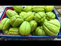 Harvesting CHAYOTE/XUXU from my Kitchen Garden (2nd harvest of the season)