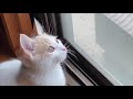 朝の窓から何が見えるかな❣️子猫のココはスズメさんと遊びたいネ💕瞳には何が映るの❓ココもお外で遊びたいナ^ - ^いつもの朝の風景。窓際に座って鳥や虫が来るのを楽しみにしています。