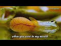 The Complete Life Cycle of Arowana Fish | The Silent Superman - The arowana father