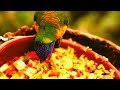 Most Beautiful Birds In The World | Animals Zootube