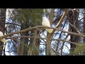 Little Corella in the wild, victoria park Melbourne,AU.