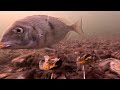 Underwater Tautog | Bait Test