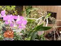 Dendrobium Orchid blooming ..
