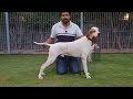 TM farm Litter Annoucement ||  English Pointers || from imported Parents || Pakistan point