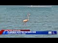 Flamingo spotted in Cape Cod