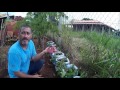Como plantar batata doce em saco - parte 7