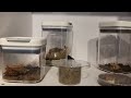 How I Accidentally Killed My Termites (Full ANT ROOM Update)