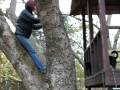 Loki climbing a tree