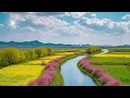 Soothing Piano Music with Bird Sounds For Relaxation, Meditation, Stress Relief, Sleep, Study