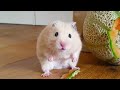 This is WHY you should NEVER EVER TRUST your HAMSTER