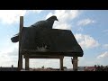 🐦✨ Two Pigeons On A Mission - Powered by Korg Volca Sample 2 ✨🎶 #pigeon #asmrsounds