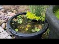HOW TO BUILD AN EASY DIY GUPPY POND! (STEP BY STEP TUTORIAL)