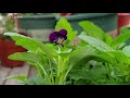 Planting flowers | How to grow Pansy from seeds | Growing pansies from seed